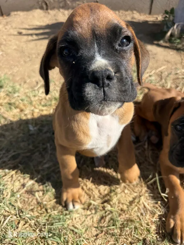 Male 1 – Boxer puppy for sale in Perris, CA