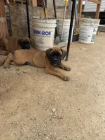 Boxer Puppy, a male Boxer for sale in Perris, CA – Photo 4 of 9