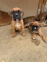Boxer Puppy, a male Boxer for sale in Perris, CA – Photo 5 of 9