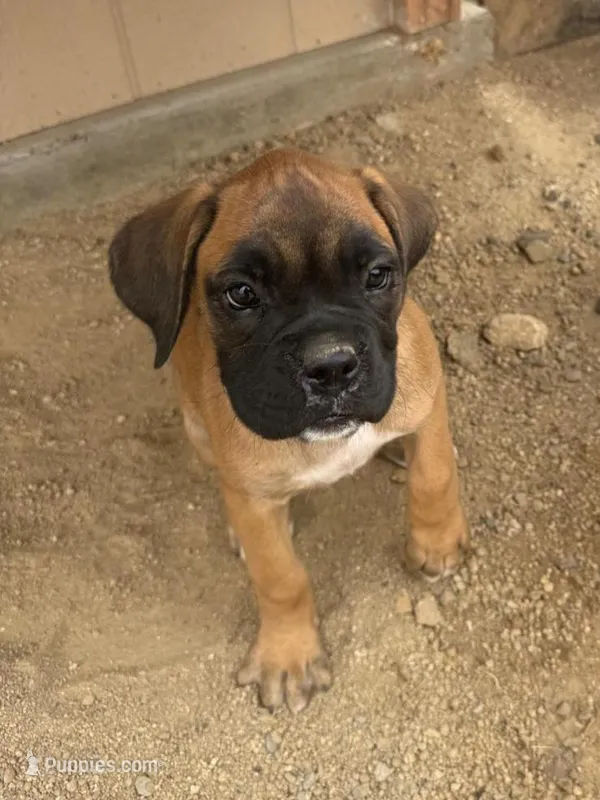 Boxer Puppy, a male Boxer for sale in Perris, CA – Photo 1 of 9