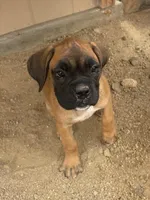 Boxer Puppy, a male Boxer for sale in Perris, CA – Photo 1 of 9