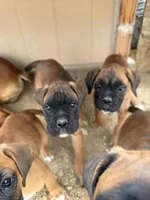 Boxer Puppy, a male Boxer for sale in Perris, CA – Photo 3 of 9