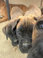 Boxer Puppy, a male Boxer for sale in Perris, CA – Photo 7 of 9