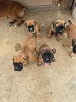 Boxer Puppy, a male Boxer for sale in Perris, CA – Photo 2 of 9