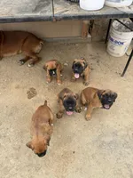 Boxer Puppy, a male Boxer for sale in Perris, CA – Photo 6 of 9