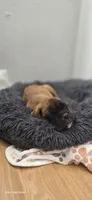 Male Boxer, a male Boxer for sale in Perris, CA – 2 of 2