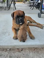 Female Boxer, a female Boxer for sale in Perris, CA – 6 of 6