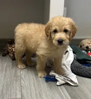 Wally, a male Goldendoodle for sale in Granger, WA – 2 of 10
