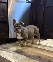 Hazel, a female French Bulldog for sale in Granger, WA – 3 of 6