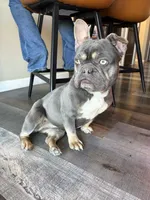 Hazel, a female French Bulldog for sale in Granger, WA – 6 of 6