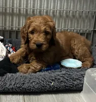 Rocky, a male Goldendoodle for sale in Granger, WA – 7 of 10