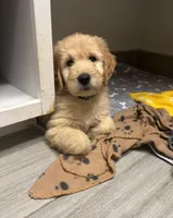 Wally, a male Goldendoodle for sale in Granger, WA – 8 of 10