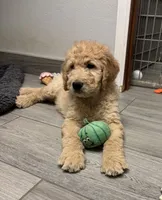 Eddie, a male Goldendoodle for sale in Granger, WA – 2 of 5