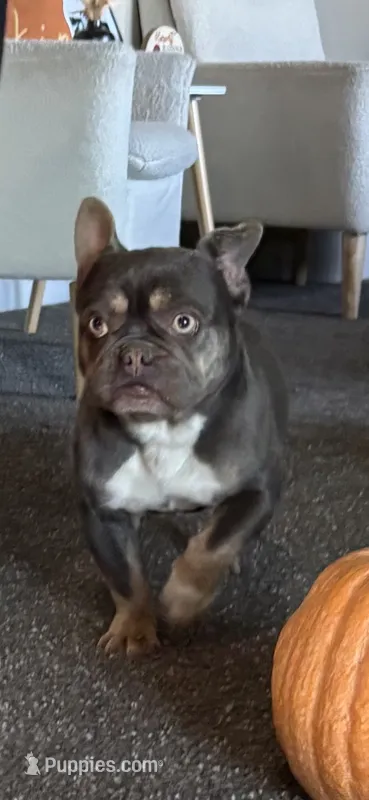 Hazel – French Bulldog puppy for sale in Granger, WA