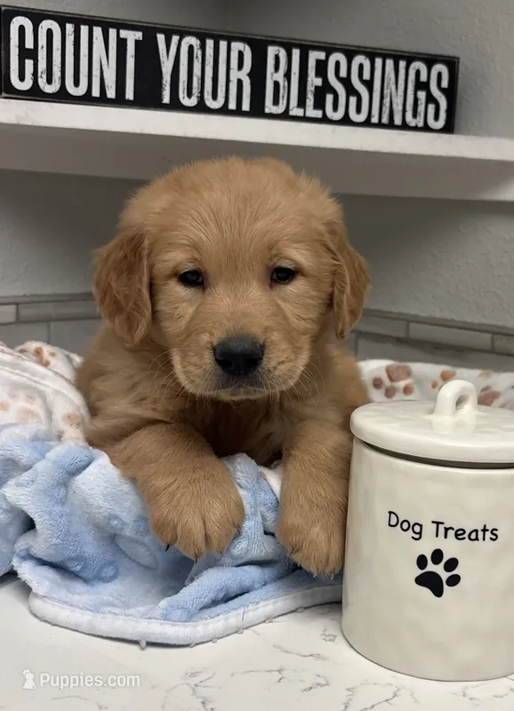 Hank – Golden Retriever puppy for sale in Granger, WA