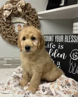 Wally, a male Goldendoodle for sale in Granger, WA – 10 of 10