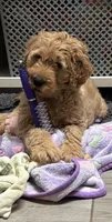 Rosa, a female Goldendoodle for sale in Granger, WA – Photo 1 of 10