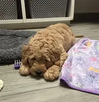 Rosa, a female Goldendoodle for sale in Granger, WA – Photo 2 of 10