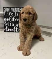 Rosa, a female Goldendoodle for sale in Granger, WA – Photo 9 of 10