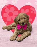 Rosa, a female Goldendoodle for sale in Granger, WA – Photo 4 of 10