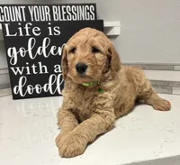 Rosa, a female Goldendoodle for sale in Granger, WA – Photo 8 of 10