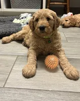 Rosa, a female Goldendoodle for sale in Granger, WA – Photo 10 of 10