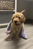 Rosa, a female Goldendoodle for sale in Granger, WA – Photo 3 of 10