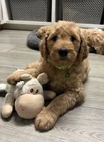 Rosa, a female Goldendoodle for sale in Granger, WA – Photo 6 of 10