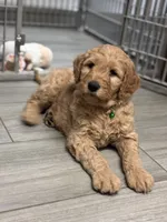 Rosa, a female Goldendoodle for sale in Granger, WA – Photo 7 of 10