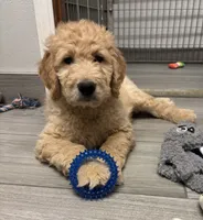 Eddie, a male Goldendoodle for sale in Granger, WA – 1 of 5