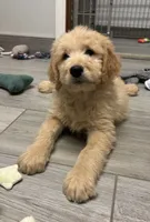 Chip, a male Goldendoodle for sale in Granger, WA – 2 of 6