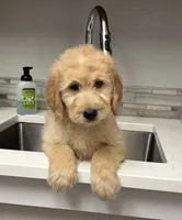 Wally, a male Goldendoodle for sale in Granger, WA – 5 of 10