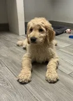 Leroy , a male Goldendoodle for sale in Granger, WA – 5 of 5