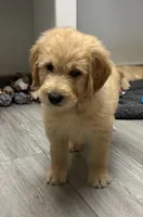 Wally, a male Goldendoodle for sale in Granger, WA – 4 of 10