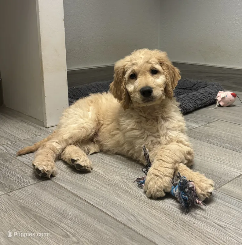 Leroy , a male Goldendoodle for sale in Granger, WA – 1 of 5