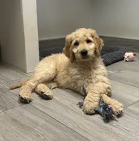 Leroy , a male Goldendoodle for sale in Granger, WA – 1 of 5