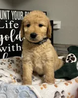 Fred, a male Goldendoodle for sale in Granger, WA – 1 of 4
