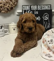 Rocky, a male Goldendoodle for sale in Granger, WA – 6 of 10