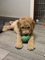 Eddie, a male Goldendoodle for sale in Granger, WA – 3 of 5