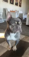 Hazel, a female French Bulldog for sale in Granger, WA – 2 of 6