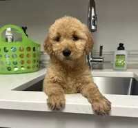 Lacey, a female Goldendoodle for sale in Granger, WA – Photo 2 of 5