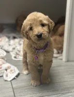 Lacey, a female Goldendoodle for sale in Granger, WA – Photo 4 of 5