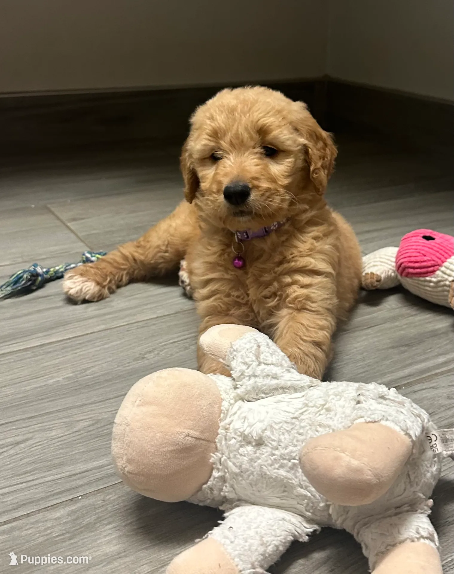 Lacey, a female Goldendoodle for sale in Granger, WA – Photo 3 of 5