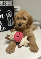 Lacey, a female Goldendoodle for sale in Granger, WA – Photo 1 of 5