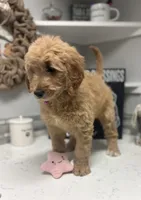 Lacey, a female Goldendoodle for sale in Granger, WA – Photo 5 of 5