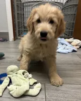 Chip, a male Goldendoodle for sale in Granger, WA – 6 of 6