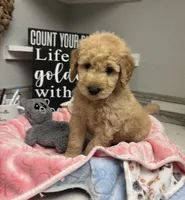 Princess, a female Goldendoodle for sale in Granger, WA – 1 of 4