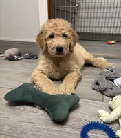 Eddie, a male Goldendoodle for sale in Granger, WA – 4 of 5
