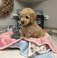 Princess, a female Goldendoodle for sale in Granger, WA – 3 of 4