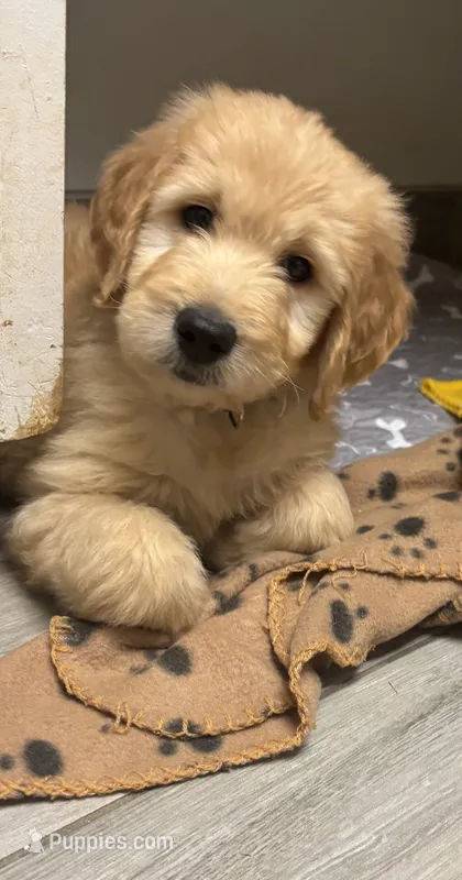 Wally, a male Goldendoodle for sale in Granger, WA – 1 of 10